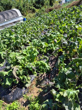 봉우재농부님의 기타작물 · 영농일지 작성글 사진