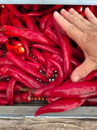 전정화님의 고추 · 영농일지 작성글 사진