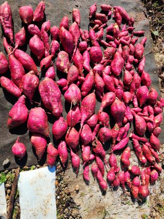 양파22312권종근님의 고구마 · 영농일지 작성글 사진