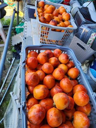 양파22312권종근님의 고구마 · 영농일지 작성글 사진