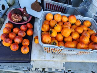 양파22312권종근님의 고구마 · 영농일지 작성글 사진