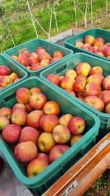 팜모닝 사과·영농일지 게시글 이미지