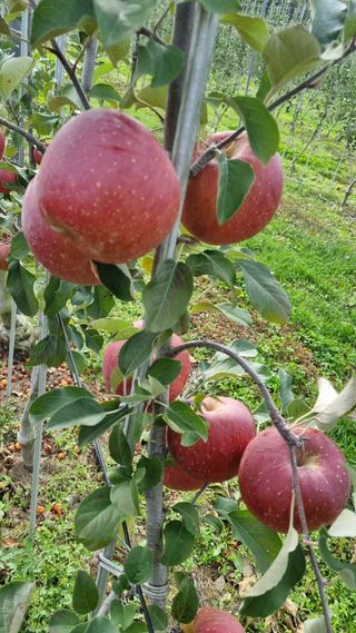 조동원님의 사과 · 영농일지 작성글 사진