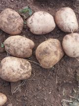 팜모닝 감자·영농일지 게시글 이미지