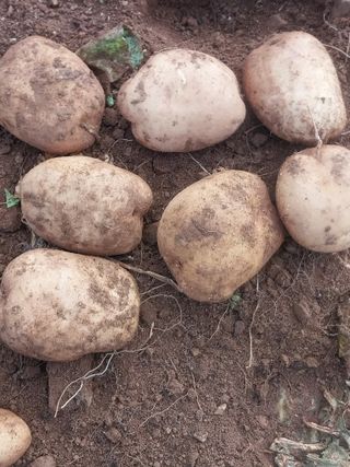 박동근님의 감자 · 영농일지 작성글 사진