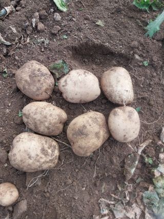 박동근님의 감자 · 영농일지 작성글 사진