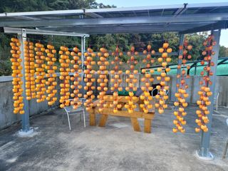 김태권님의 감 · 영농일지 작성글 사진