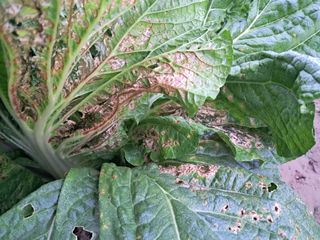 정호성님의 배추 · 영농일지 작성글 사진