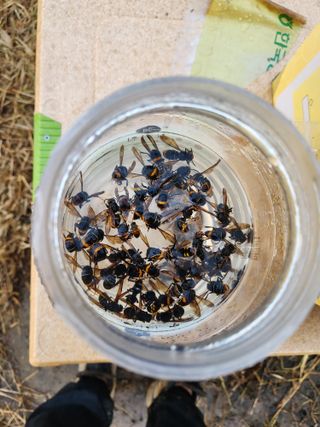 김근미님의 배추 · 영농일지 작성글 사진