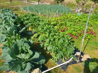 엄기덕님의 양배추 · 영농일지 작성글 사진