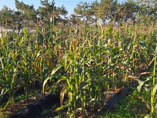 김영복 19146님의 옥수수 · 영농일지 작성글 사진