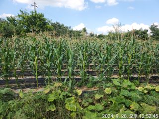 김영복 19146님의 옥수수 · 영농일지 작성글 사진