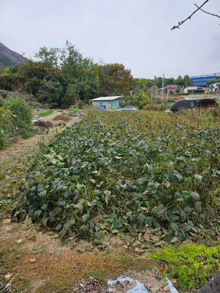 용골대장님의 콩 · 영농일지 작성글 사진