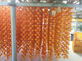 세미골곶감님의 자유주제 · 자유게시판 작성글 사진