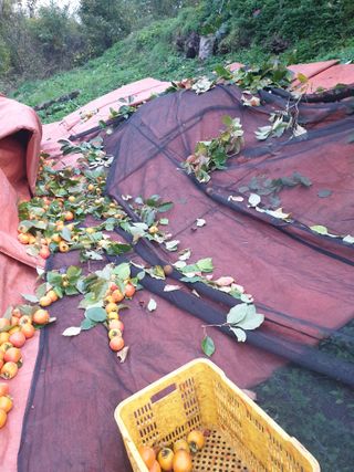 세미골곶감님의 자유주제 · 자유게시판 작성글 사진