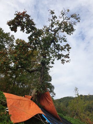 세미골곶감님의 자유주제 · 자유게시판 작성글 사진