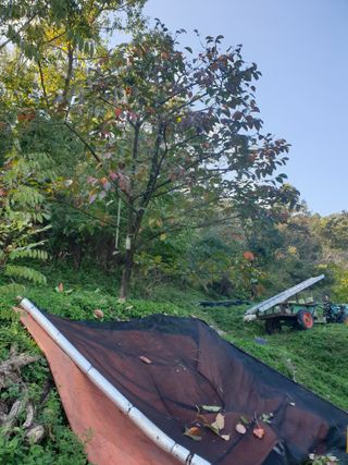 세미골곶감님의 자유주제 · 자유게시판 작성글 사진