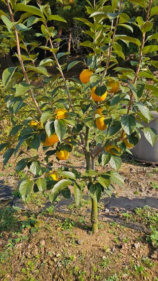 신현택님의 감 · 영농일지 작성글 사진