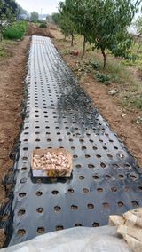 팜모닝 마늘·파종작업 게시글 이미지