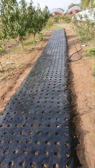 이명규님의 마늘 · 파종작업 작성글 사진