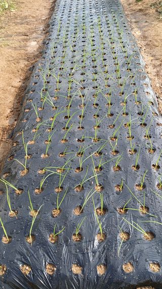 이명규님의 마늘 · 파종작업 작성글 사진