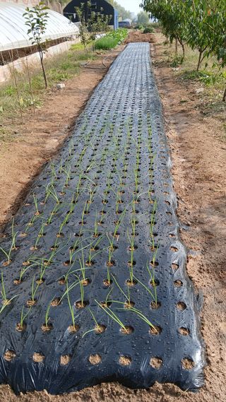 이명규님의 마늘 · 파종작업 작성글 사진