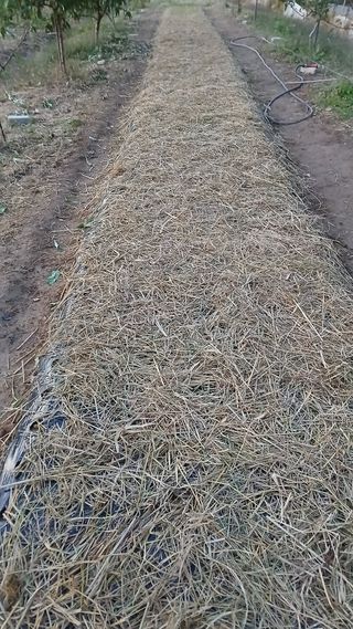 이명규님의 마늘 · 파종작업 작성글 사진