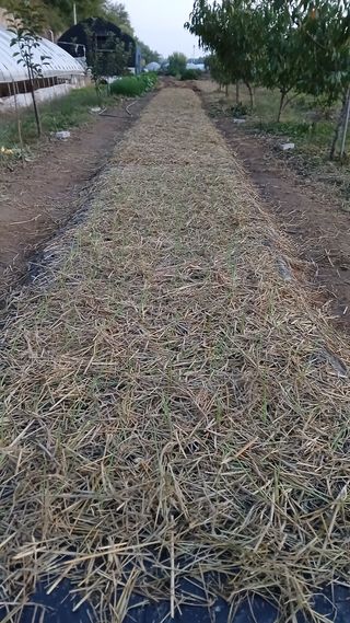 이명규님의 마늘 · 파종작업 작성글 사진