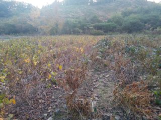 늘보농장님의 콩 · 영농일지 작성글 사진