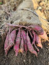 팜모닝 고구마·영농일지 게시글 이미지