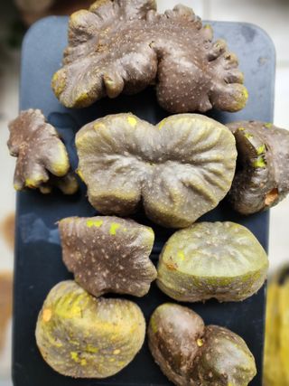 심순보님의 고구마 · 영농일지 작성글 사진