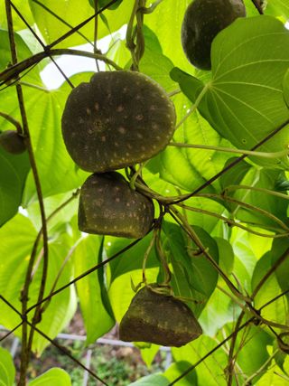 심순보님의 고구마 · 영농일지 작성글 사진