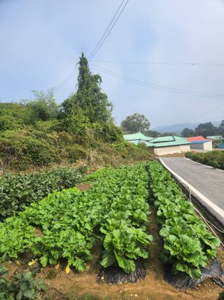 이광순님의 배추 · 영농일지 작성글 사진