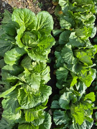 윤자용11대임후회장님의 배추 · 영농일지 작성글 사진