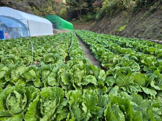 윤자용11대임후회장님의 배추 · 영농일지 작성글 사진