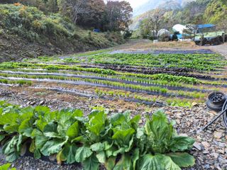 윤자용11대임후회장님의 배추 · 영농일지 작성글 사진