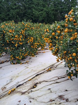 조은사람님의 귤 · 영농일지 작성글 사진