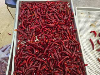 알 수 없음님의 기타작물 · 영농일지 작성글 사진