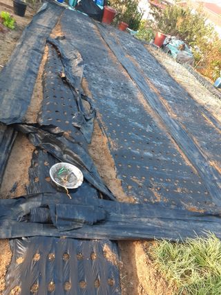 강판술님의 마늘 · 영농일지 작성글 사진