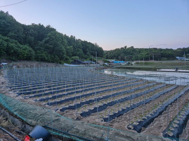 장터 상품 [생강팔아요] 썸네일