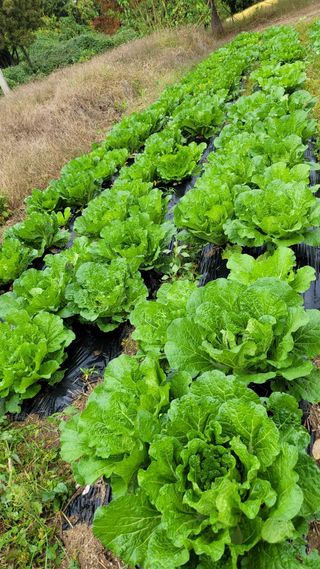 귀염둥이님의 배추 · 영농일지 작성글 사진