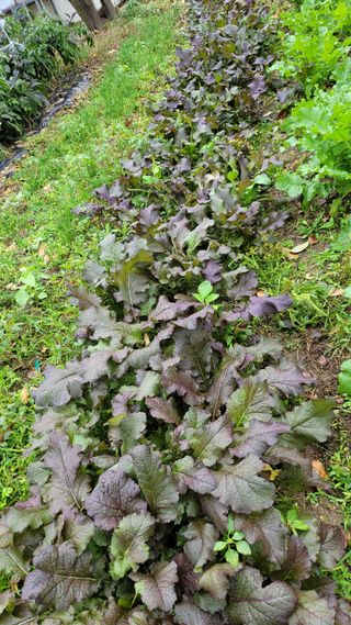 귀염둥이님의 배추 · 영농일지 작성글 사진