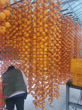 다소농원님의 감 · 영농일지 작성글 사진