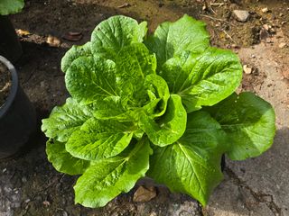 한상훈님의 배추 · 영농일지 작성글 사진