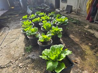 한상훈님의 배추 · 영농일지 작성글 사진