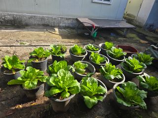 한상훈님의 배추 · 영농일지 작성글 사진