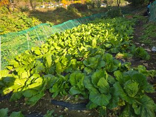 한상훈님의 배추 · 영농일지 작성글 사진