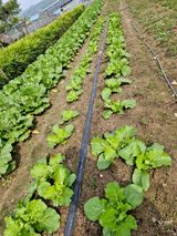 팜모닝 배추·영농일지 게시글 이미지