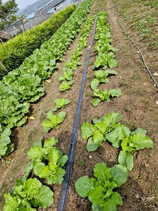 옥이네님의 배추 · 영농일지 작성글 사진