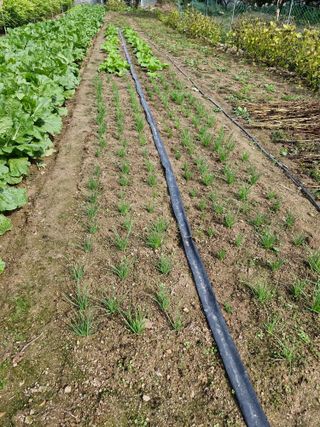 옥이네님의 배추 · 영농일지 작성글 사진